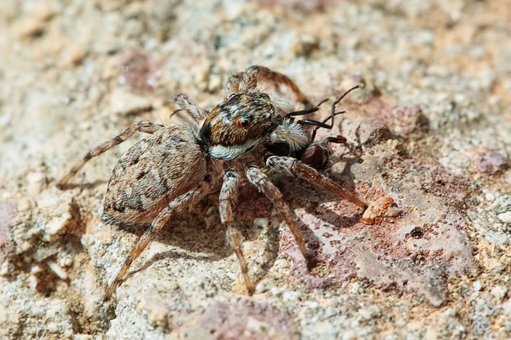 Femmina di Menemerus semilimbatus - Malta